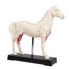 Akupunktiomalli hevonen 25 cm
