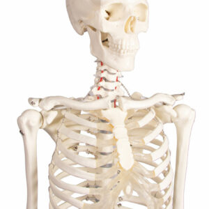 Ihmisen miniatyyriluuranko Paul 84 cm