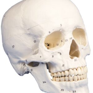 Kallo 3 osaa, numeroidut luut ja rakenteet