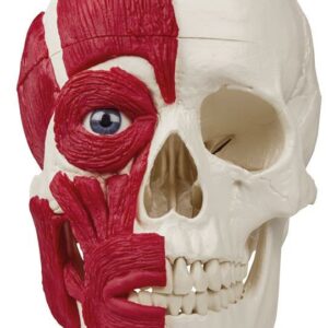 Kallo lihaksilla 18 x 19 x 12 cm