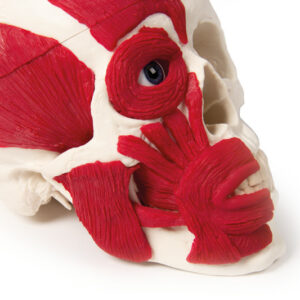 Kallo lihaksilla 18 x 19 x 12 cm