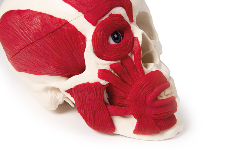 Kallo lihaksilla 18 x 19 x 12 cm