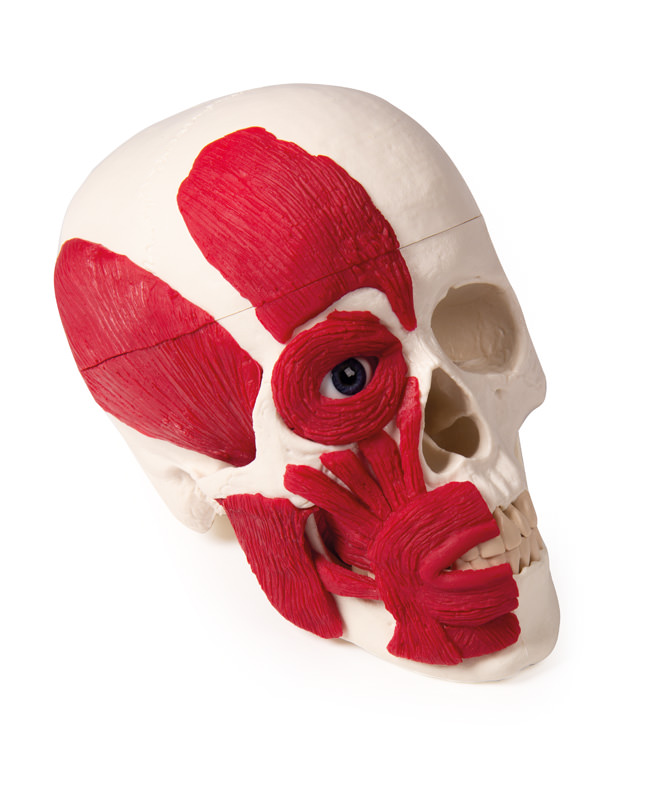 Kallo lihaksilla 18 x 19 x 12 cm