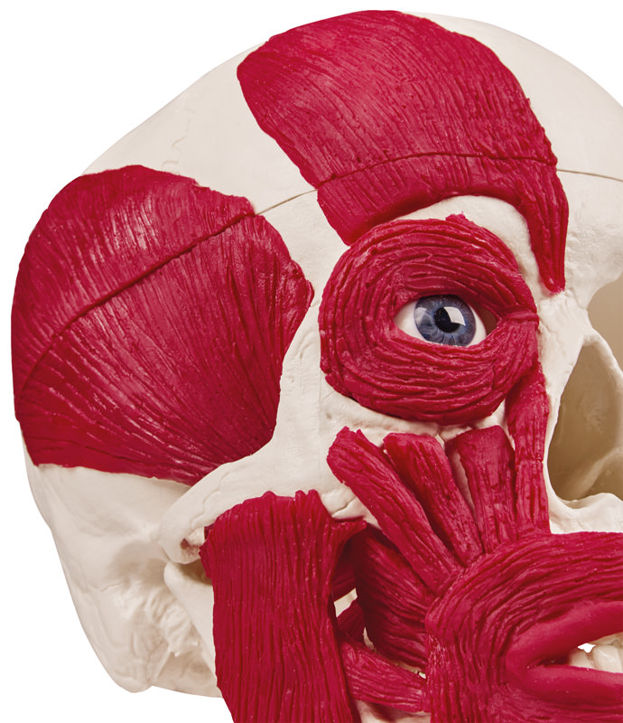 Kallo lihaksilla 18 x 19 x 12 cm