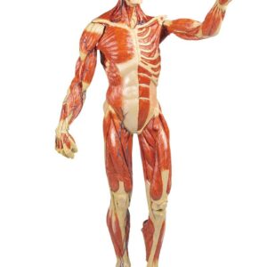 Ihmisen lihasfiguuri 62 cm