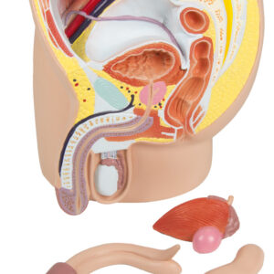 Miehen lantiomalli 4 osaa, 21 x 19 x 25 cm