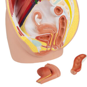 Naisen lantiomalli 3 osaa, 22 x 20 x 25 cm