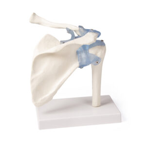 Olkapää ja ligamentit