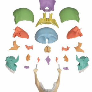 Osteopaattinen kallo värillinen 22-osainen