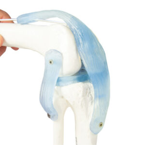 Polvi: nivel ja ligamentit