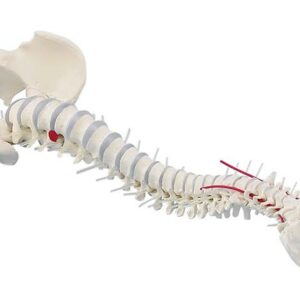 Selkäranka lantion luilla