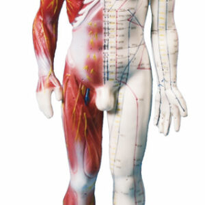 Akupunktiomalli ihminen 60 cm