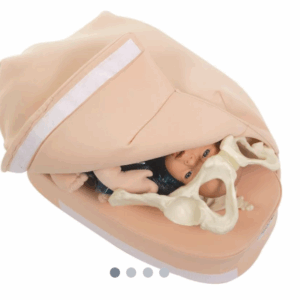 Sikiön ulkotutkimuksen mallisarja