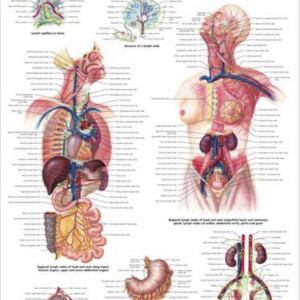 Lymfakartta 50 x 67 cm laminoitu