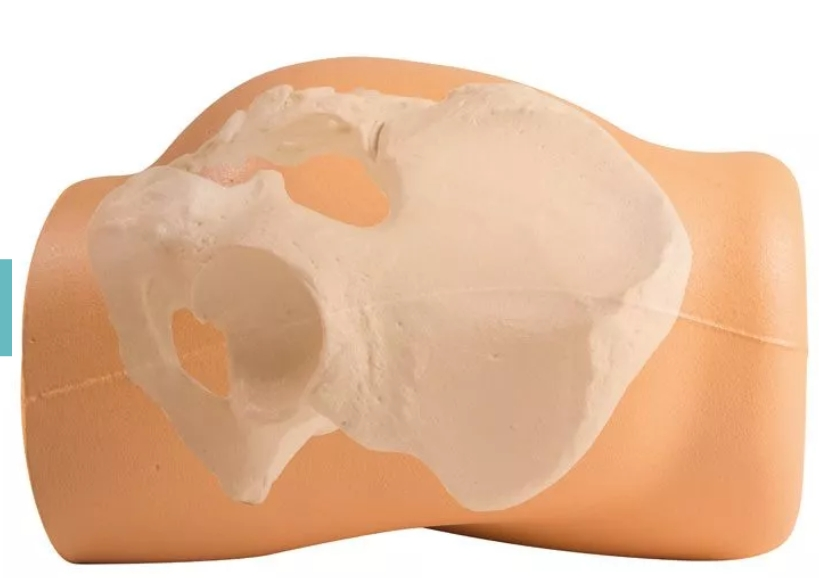 IM‑injektio‑ ja suoliluun biopsiasimulaattori - Image 3